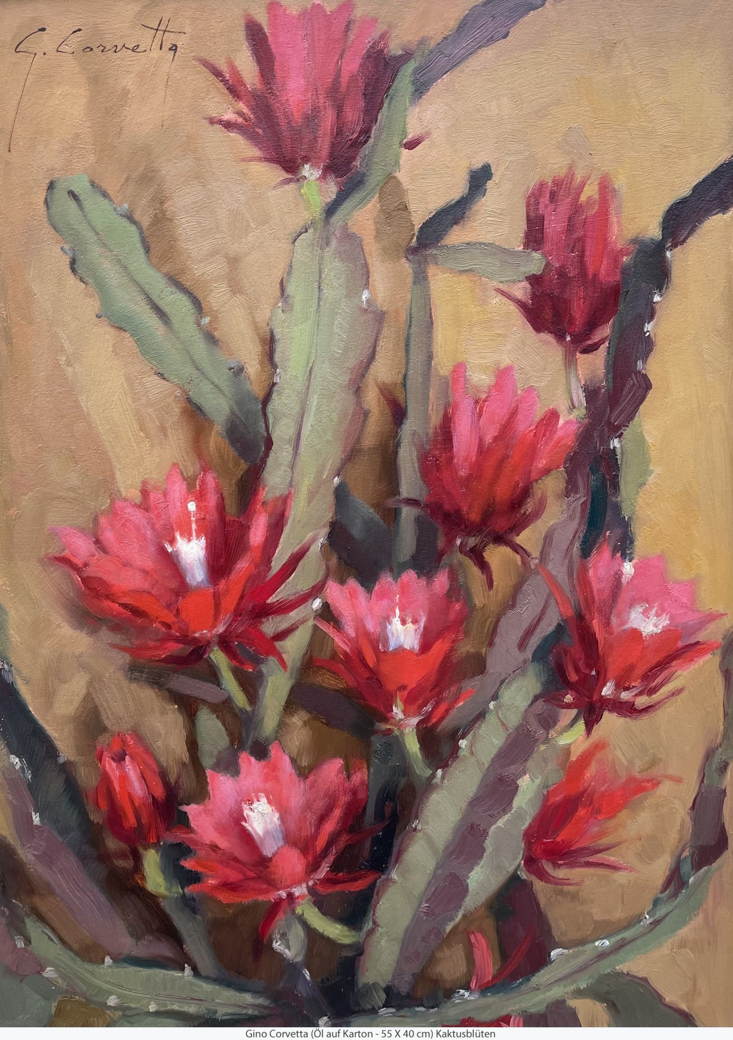 Corvetta Gino - Kaktusblüten