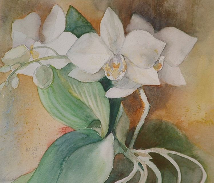 Wilde Carol - Orchidee