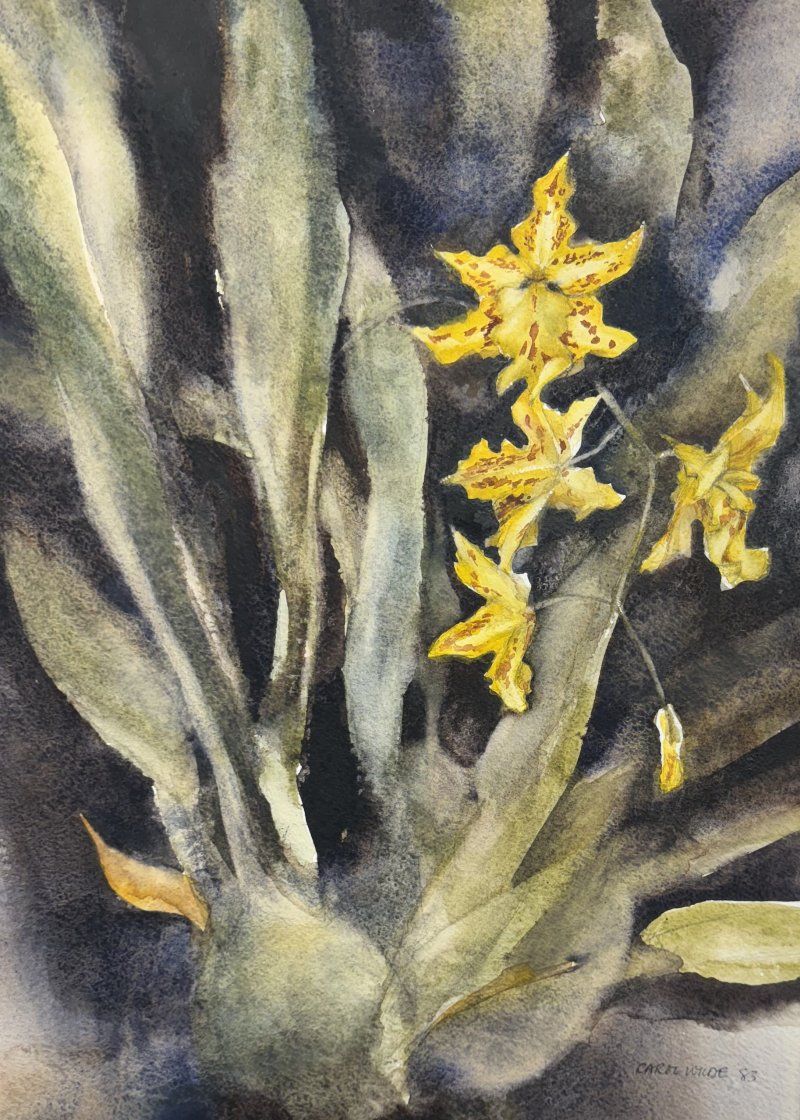 Wilde Carol - Orchidee