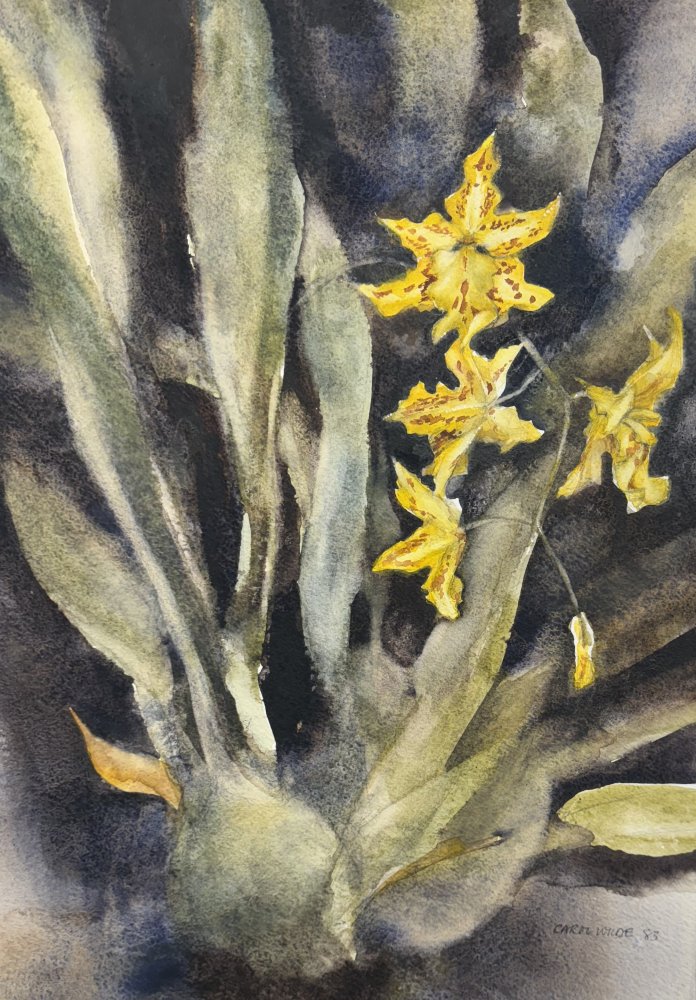 Wilde Carol - Orchidee