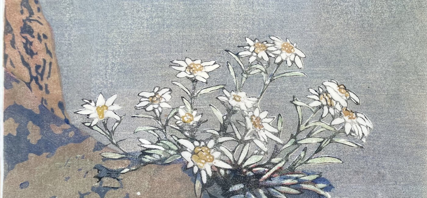 Moser Carl - Edelweiss