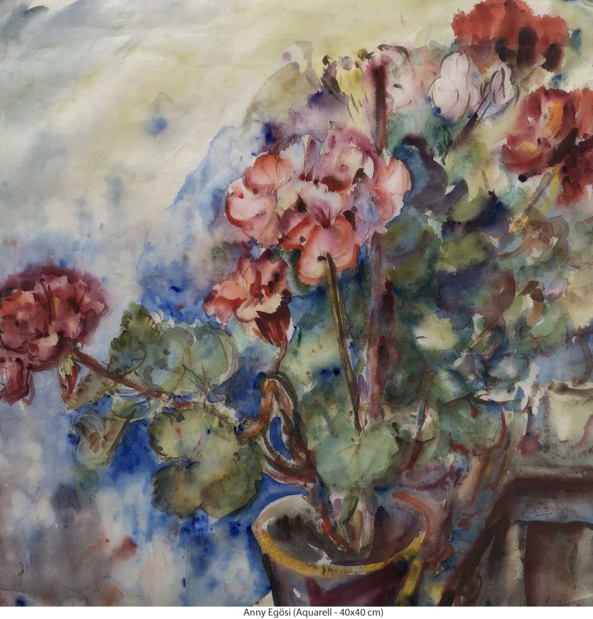 Egösi Anni - Topfblumen Egösi Anni - Topfblumen