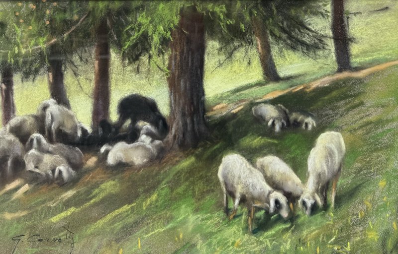 Corvetta Gino - Weidende Schafe