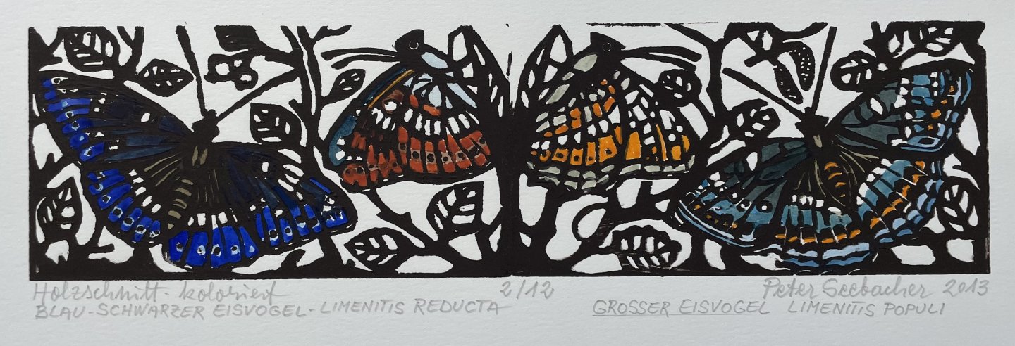 Seebacher Peter - Schmetterling Blau Grün